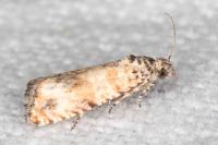 Endothenia pauperculana