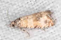 Endothenia pauperculana