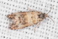 Endothenia pauperculana