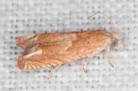 Eucosma conterminana