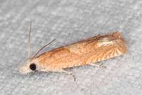 Eucosma conterminana