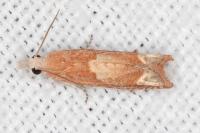 Eucosma conterminana