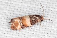 Lobesia bicinctana
