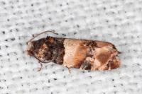 Lobesia bicinctana