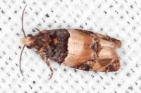 Lobesia bicinctana