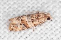 Lobesia botrana