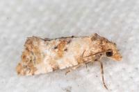 Neocochylis molliculana