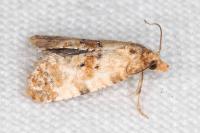 Neocochylis molliculana