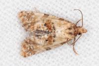 Neocochylis molliculana