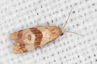 Phalonidia contractana