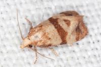 Phalonidia contractana
