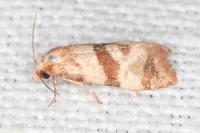 Phalonidia contractana