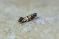 Phyllonorycter klemannella