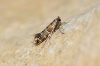 Phyllonorycter klemannella