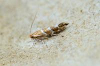 Cameraria ohridella
