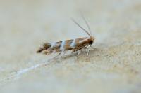 Cameraria ohridella