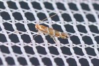 Cameraria ohridella