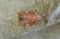 Carcina quercana