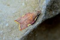 Carcina quercana