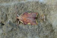 Carcina quercana