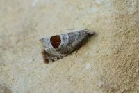 Notocelia uddmanniana