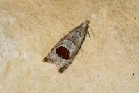 Notocelia uddmanniana