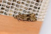Celypha lacunana