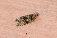 Celypha lacunana