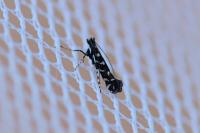 Parectopa ononidis