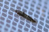 Sorhagenia