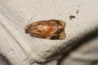 Ditula angustiorana