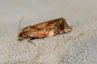Ditula angustiorana