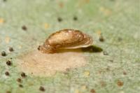 Coleophora