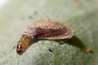 Coleophora