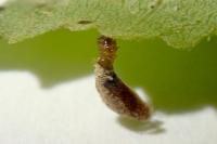 Coleophora