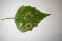 Ectoedemia occultella