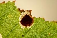 Ectoedemia occultella