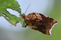 Acleris rhombana
