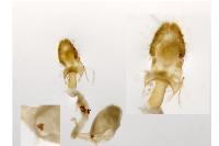 Acleris umbrana