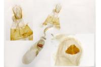 Depressaria douglasella