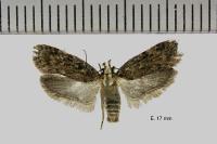 Depressaria douglasella
