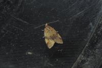 Epagoge grotiana