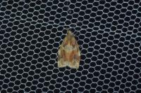 Archips xylosteana