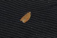 Clepsis consimilana