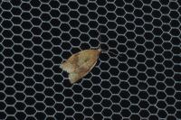 Clepsis consimilana
