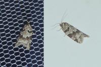 Cnephasia