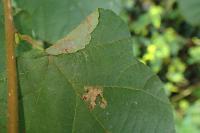Parornix devoniella