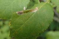 Phyllonorycter spinicolella