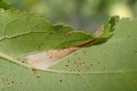 Phyllonorycter spinicolella