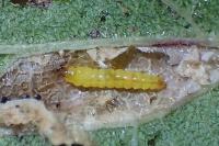 Phyllonorycter spinicolella